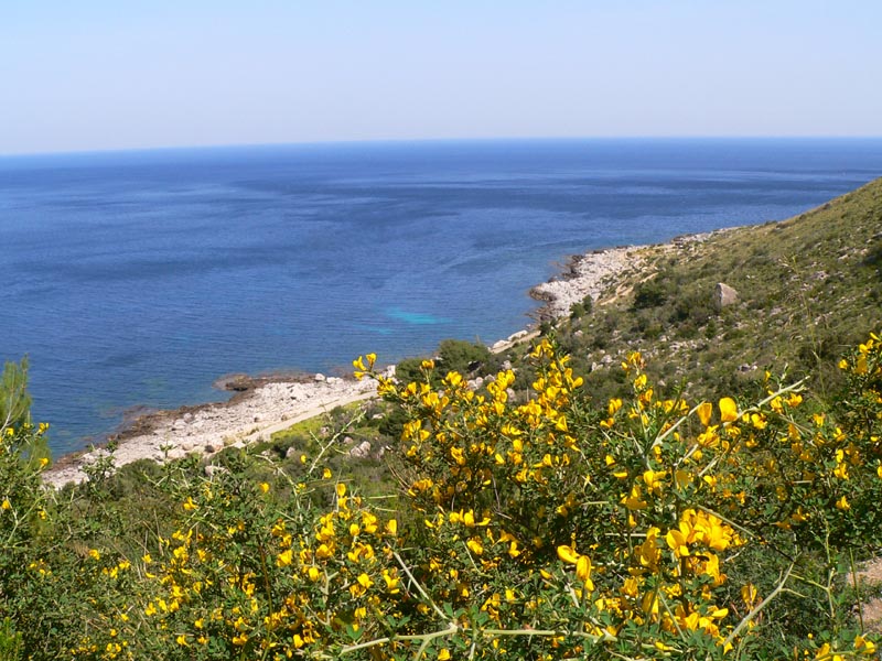 Limonium bocconei